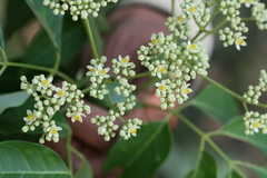 Trichilia connaroides